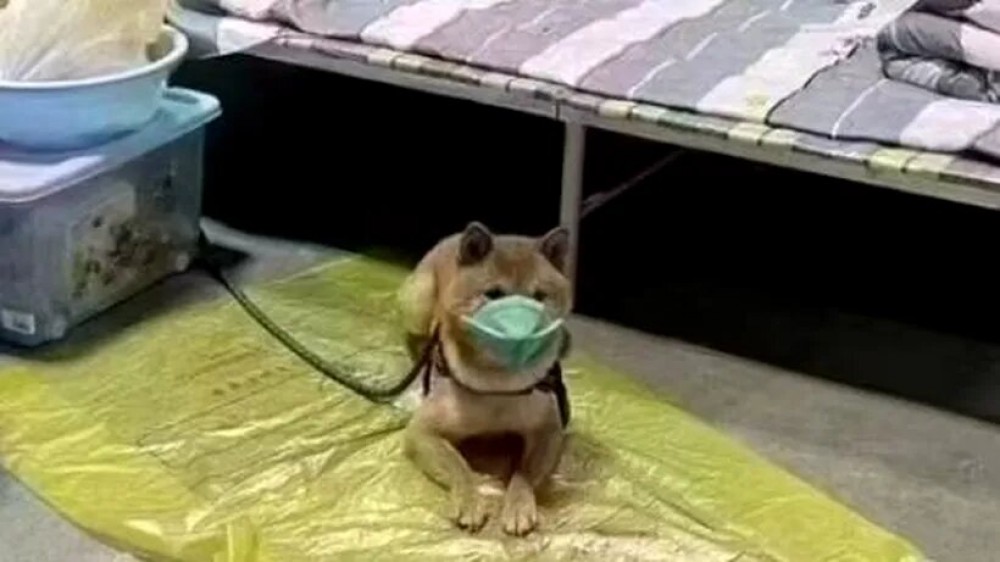China bagă în carantină și câinii: Un patruped testat pozitiv, a fost izolat